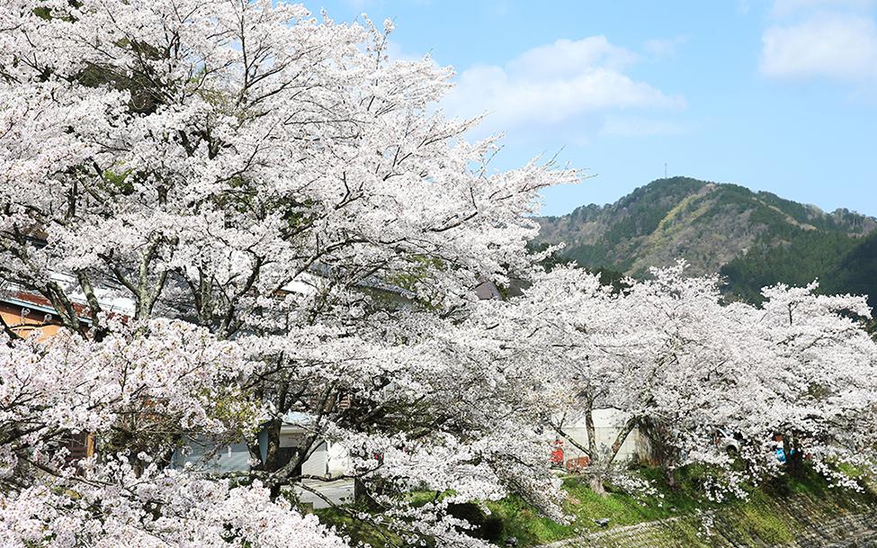 湯村温泉　春来川の桜並木