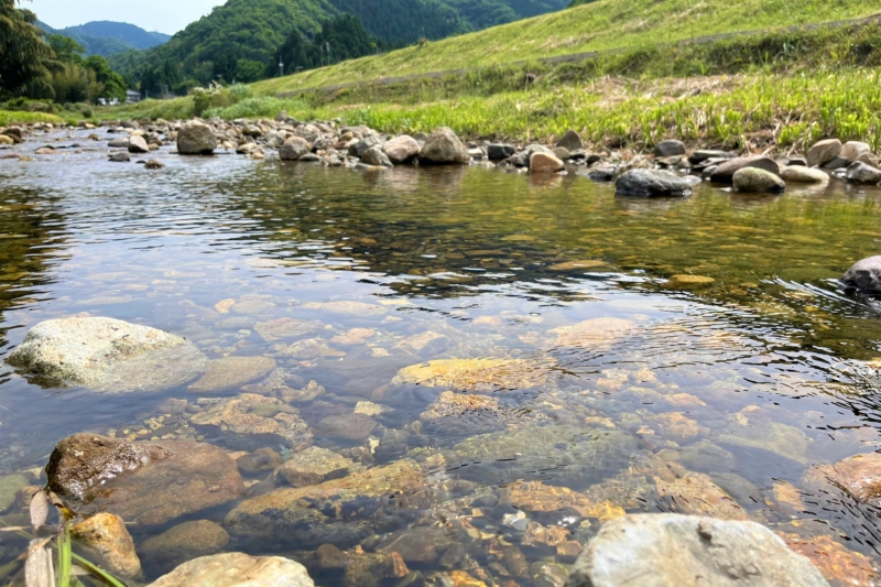 【兵庫県/新温泉町】田君川のバイカモ開花情報　2022/5/28撮影