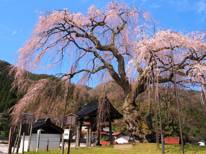泰雲寺のしだれ桜の開花状況　2022/4/2撮影