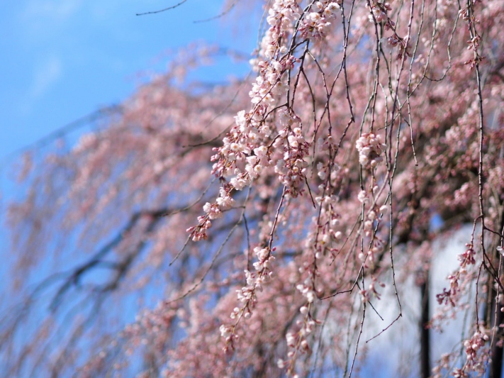 泰雲寺のしだれ桜の開花状況　2022/4/2撮影