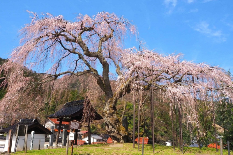 泰雲寺のしだれ桜の開花状況　2022/4/2撮影