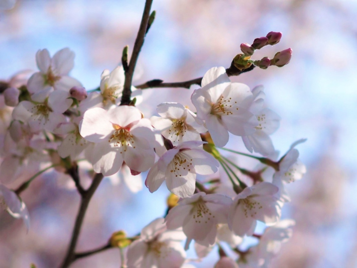 湯村温泉周辺の桜の開花スポット