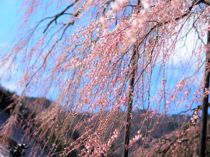 泰雲寺のしだれ桜の開花状況　2022/4/2撮影