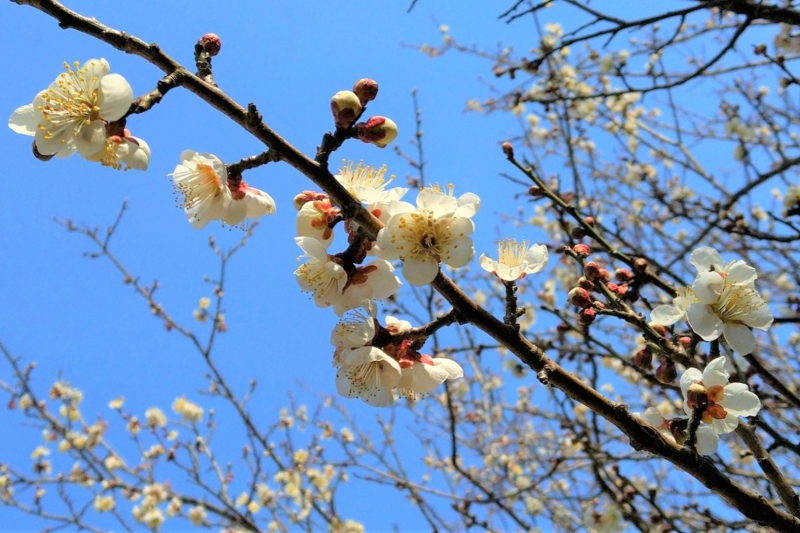 湯村温泉　梅の花