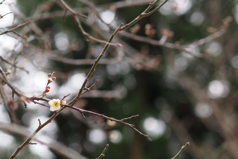 【兵庫県/湯村温泉】梅の花が開花しました