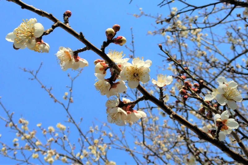 湯村温泉　梅の花