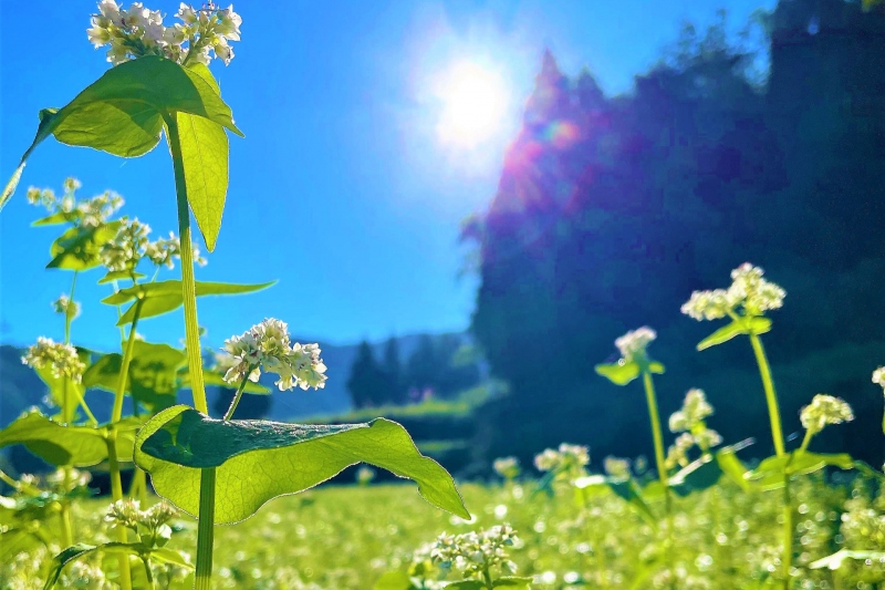 【兵庫県/新温泉町】そばの花が綺麗に咲き始めました