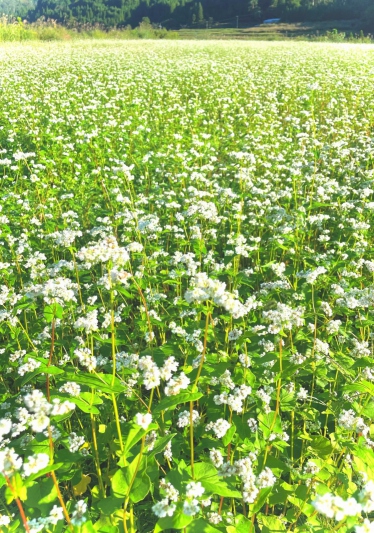 【兵庫県/新温泉町】そばの花　満開の様子