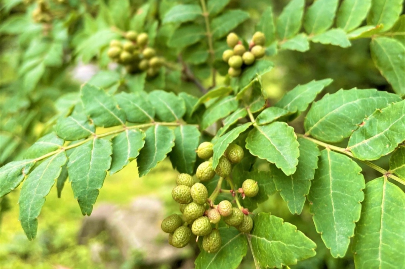 兵庫県/但馬地区の地元食材～朝倉山椒～