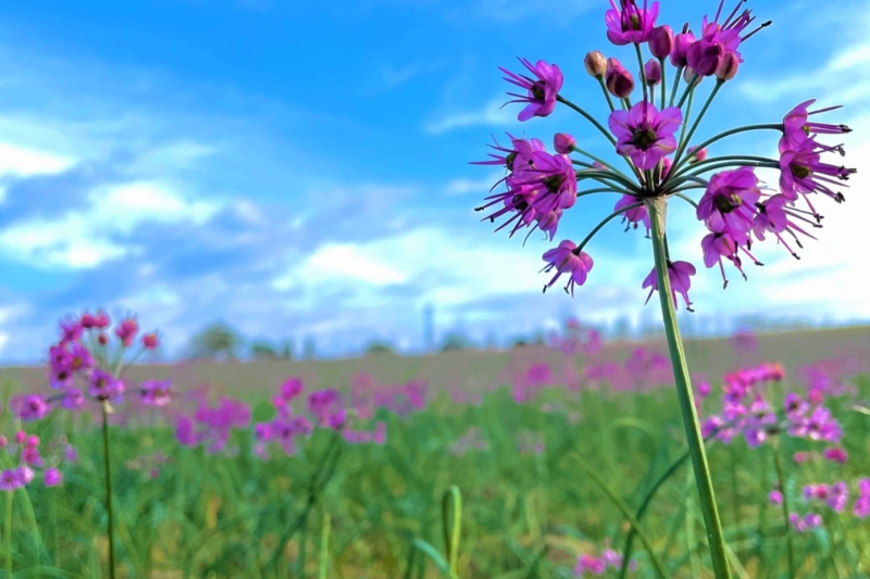 鳥取砂丘東部に広がる紫色が美しい「らっきょうの花畑」～秋～＜鳥取市福部町＞