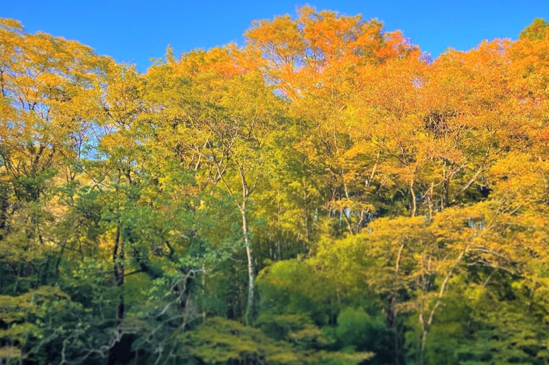 【兵庫県/新温泉町】岸田地区の紅葉状況