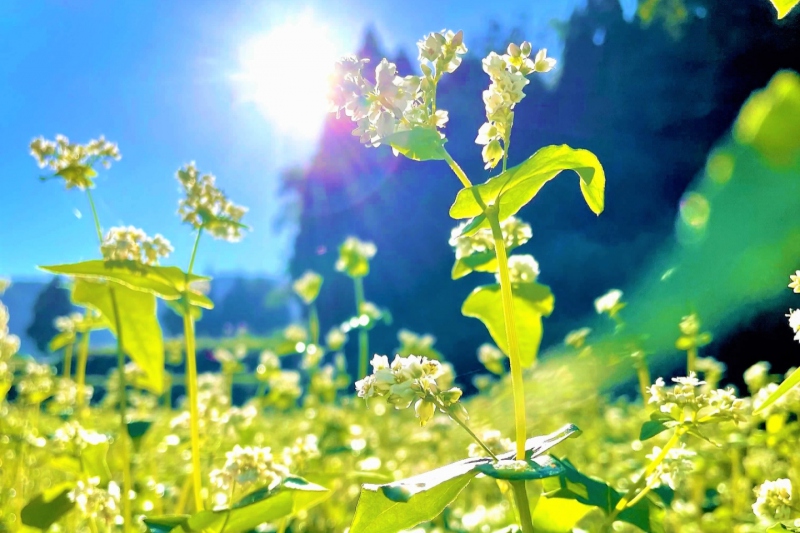 【兵庫県/新温泉町】そばの花が綺麗に咲き始めました