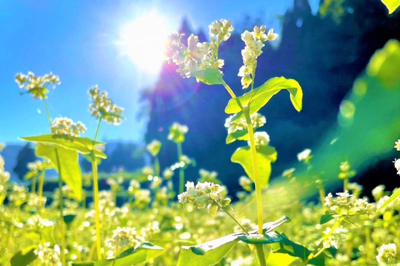 【兵庫県/新温泉町】そばの花が綺麗に咲き始めました