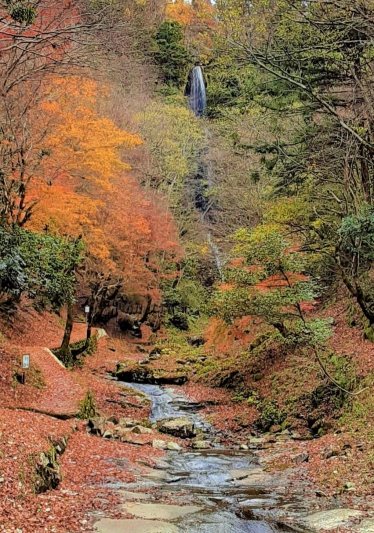 【兵庫県/香美町】猿尾滝の紅葉～晩秋～