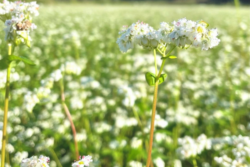 【兵庫県/新温泉町】そばの花　満開の様子