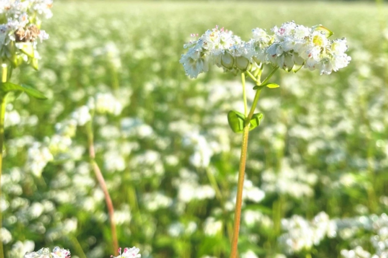 【兵庫県/新温泉町】そばの花　満開の様子