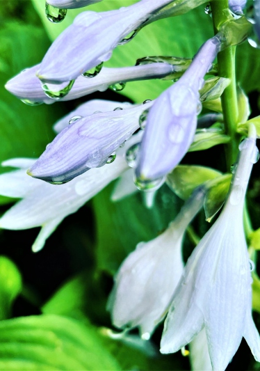 【兵庫県/新温泉町】雨の雫に滴る7月9日の誕生花～うるいの花～