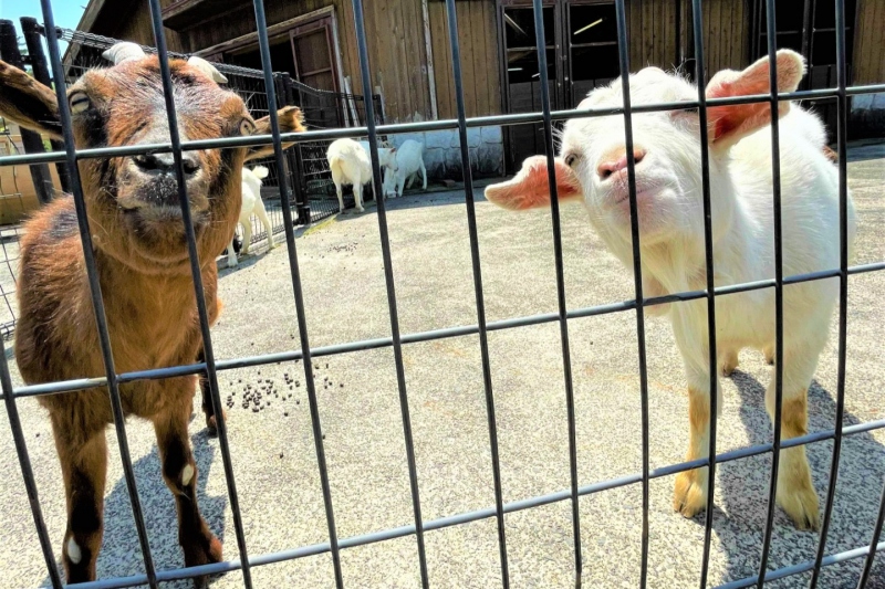 但馬牧場公園　動物たちとのふれあいコーナー