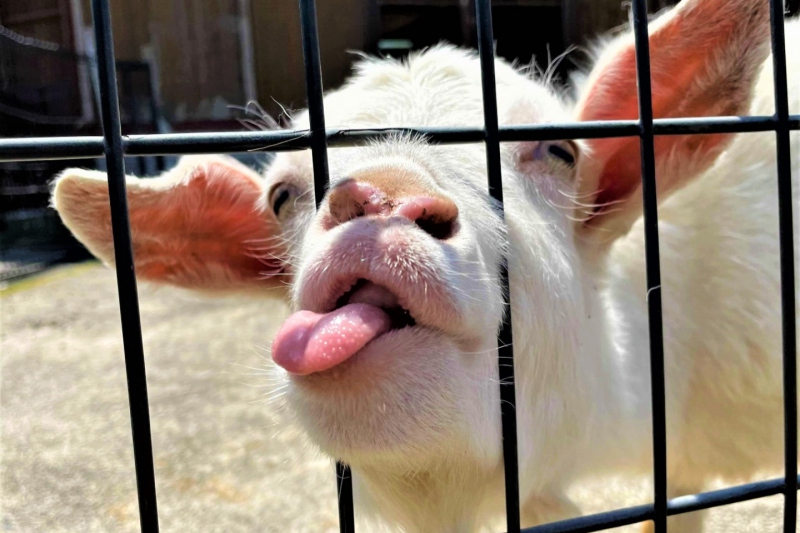 但馬牧場公園　動物たちとのふれあいコーナー