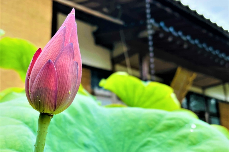 【兵庫県/新温泉町】蓮の寺「正楽寺」の蓮の開花状況