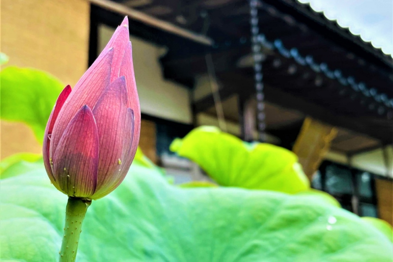 【兵庫県/新温泉町】蓮の寺「正楽寺」の蓮の開花状況