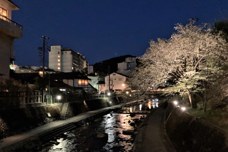 ゆあむ専用橋～春の桜（ライトアップ）～