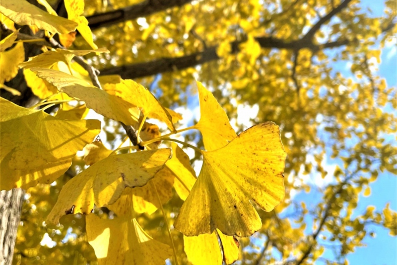 道の駅「神鍋高原」前のイチョウ並木の黄葉（紅葉）【兵庫県/豊岡市】