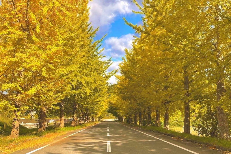 道の駅「神鍋高原」前のイチョウ並木の黄葉（紅葉）【兵庫県/豊岡市】