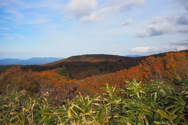 河合谷高原の紅葉