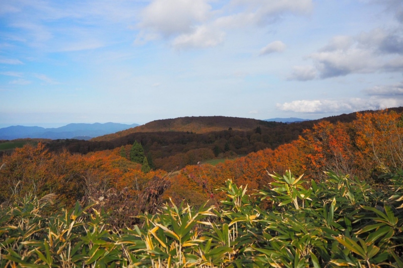 河合谷高原の紅葉