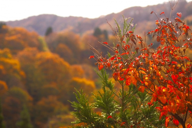 河合谷高原の紅葉