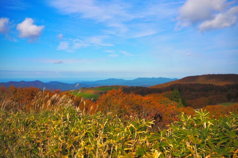 河合谷高原の紅葉