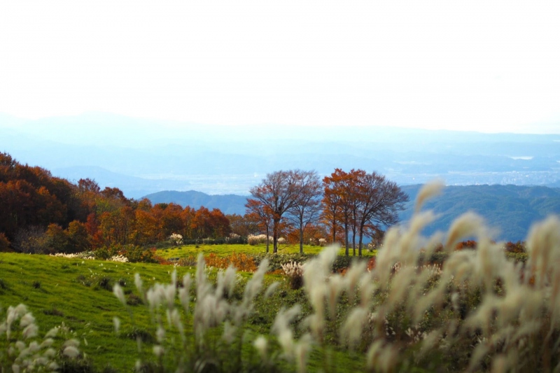 河合谷高原の紅葉