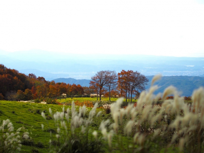 河合谷高原の紅葉が見頃