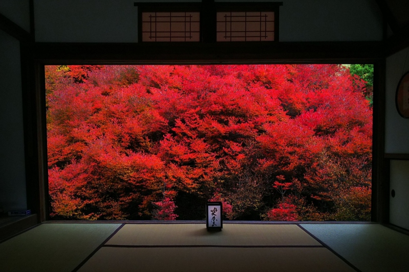 但馬安国寺ドウダンツツジの紅葉