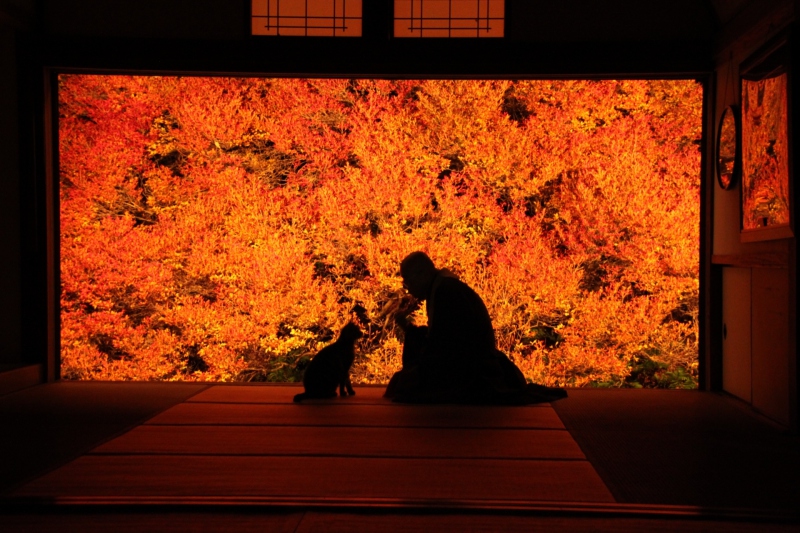 但馬安国寺ドウダンツツジの紅葉