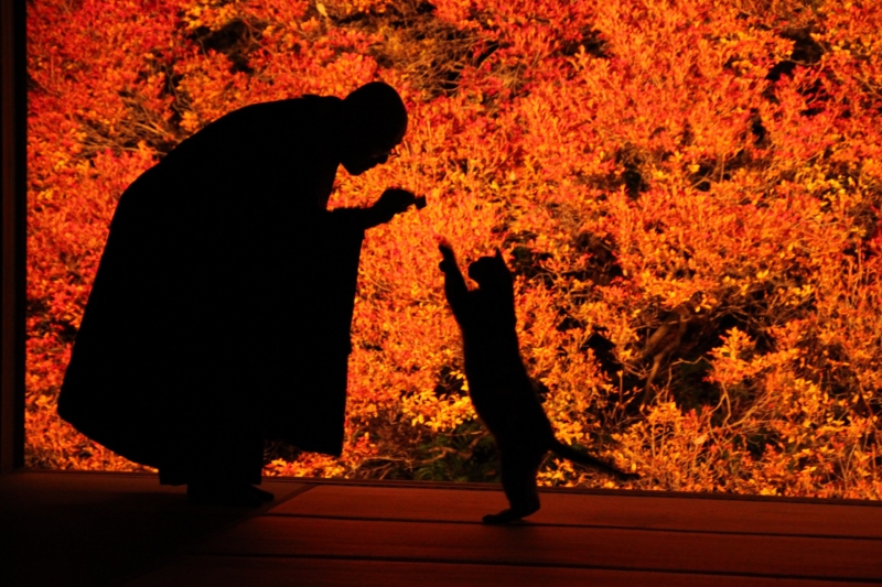 但馬安国寺ドウダンツツジの紅葉