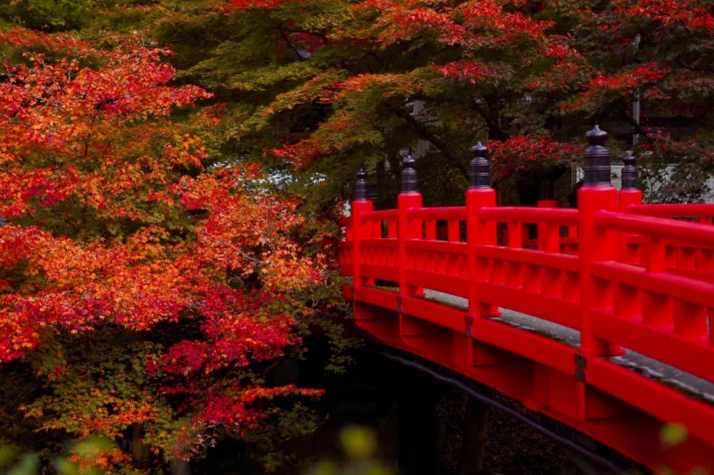 兵庫県但馬地区の紅葉の名所の1つ「養父（やぶ）神社」