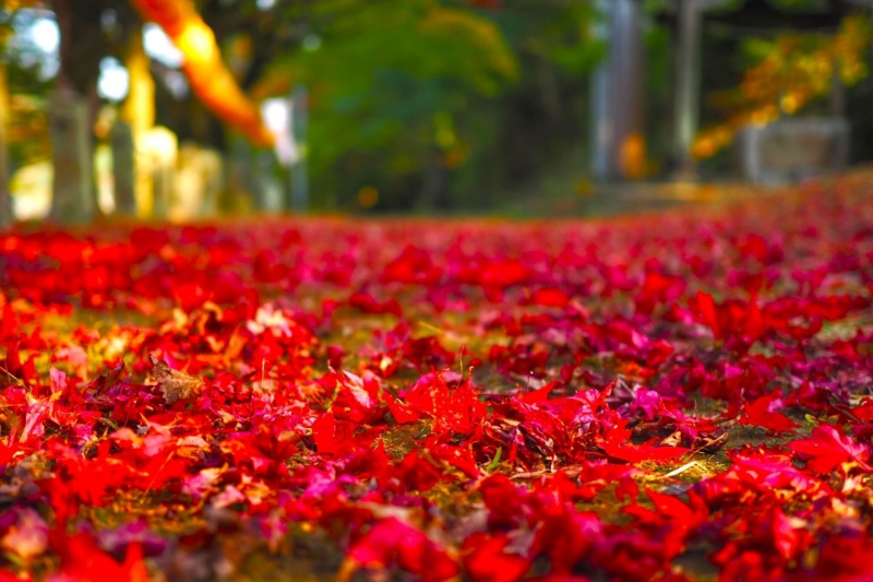 兵庫県但馬地区の紅葉の名所の1つ「養父（やぶ）神社」