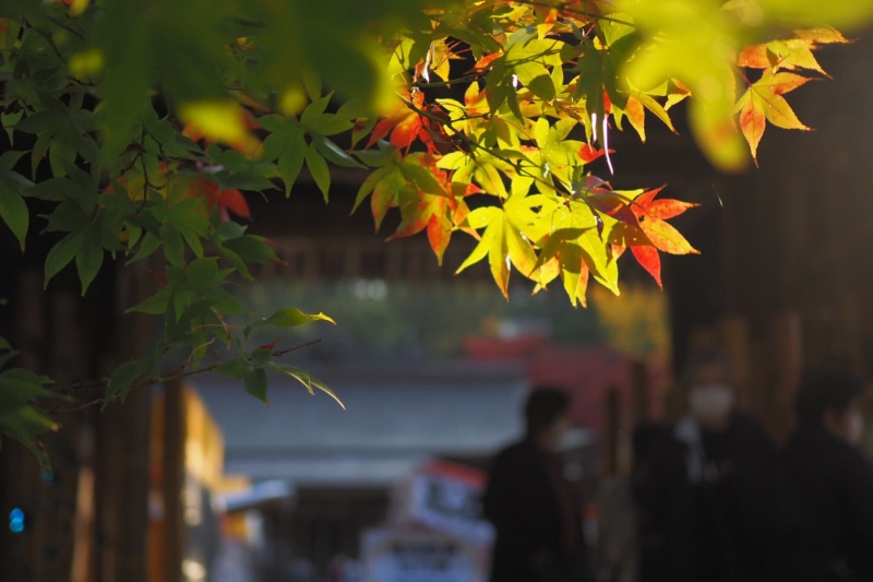 兵庫県但馬地区の紅葉の名所の1つ「養父（やぶ）神社」