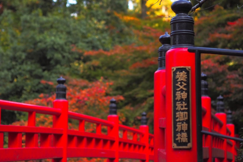 兵庫県但馬地区の紅葉の名所の1つ「養父（やぶ）神社」