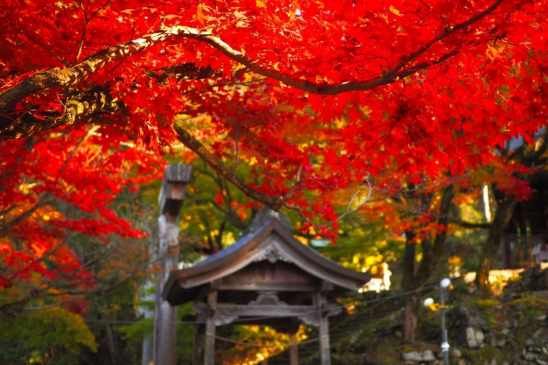 兵庫県但馬地区の紅葉の名所の1つ「養父（やぶ）神社」