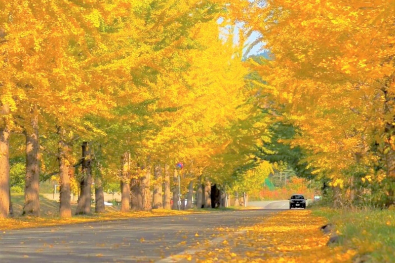 【2022年】道の駅「神鍋高原」前のイチョウ並木の黄葉（紅葉）状況