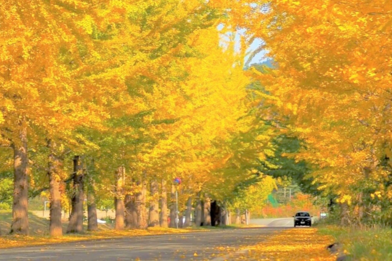 【2022年】道の駅「神鍋高原」前のイチョウ並木の黄葉（紅葉）状況