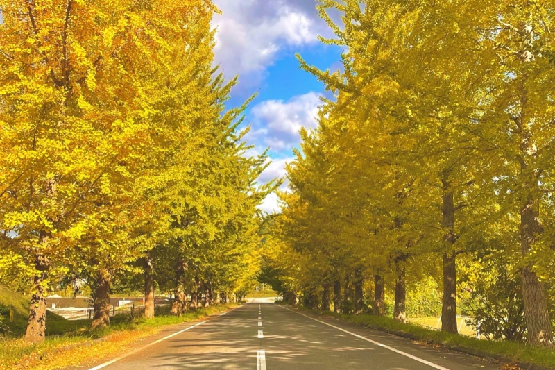 【兵庫県/豊岡市】道の駅「神鍋高原」前のイチョウ並木の黄葉（紅葉）