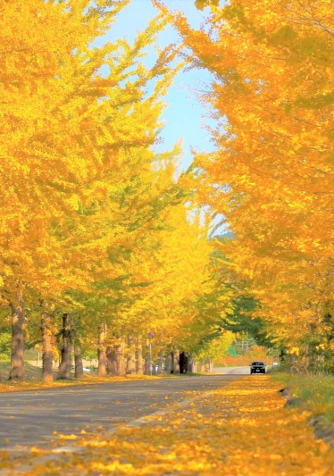 【2022年】道の駅「神鍋高原」前のイチョウ並木の黄葉（紅葉）状況