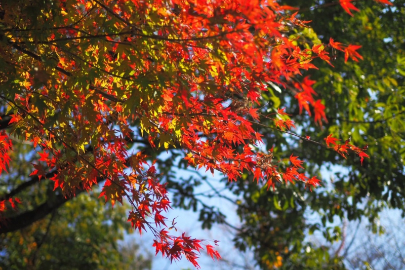 兵庫県/神鍋高原＜神鍋山＞の紅葉