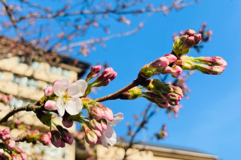 【2023年】兵庫県/湯村温泉の桜の開花状況