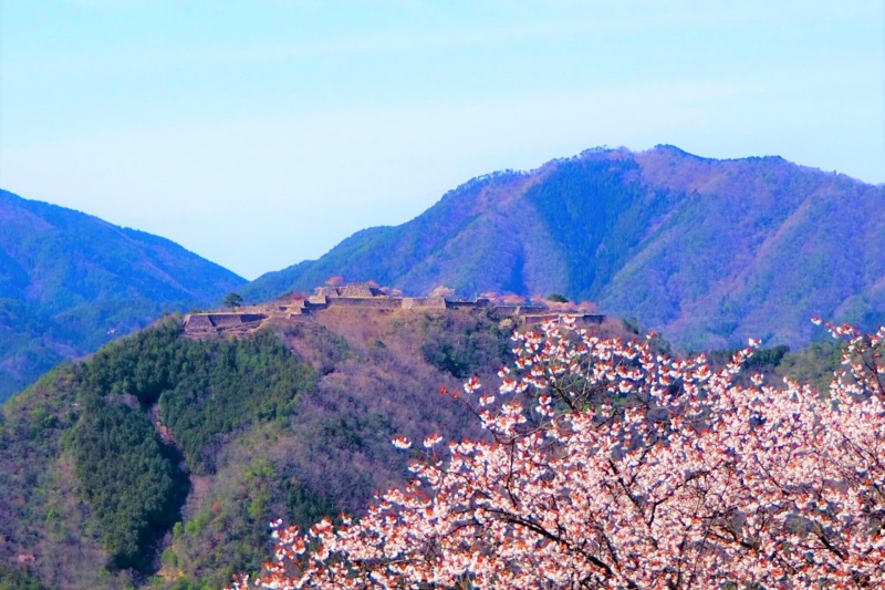 竹田城跡の桜～立雲峡からの眺め～