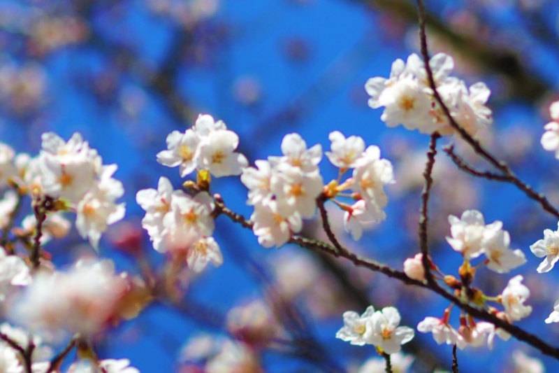 竹田城跡の桜～立雲峡からの眺め～